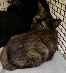 Shelter Stray Female Cat last seen Near BLOCK SW 44 TER, FORT LAUDERDALE FL 33317, 2400 SW 42nd St, Fort Lauderdale, FL 33312, USA