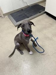 Shelter Stray Female Dog last seen CHURCHILL ST, 31078 LA-36, Lacombe, LA 70445, USA