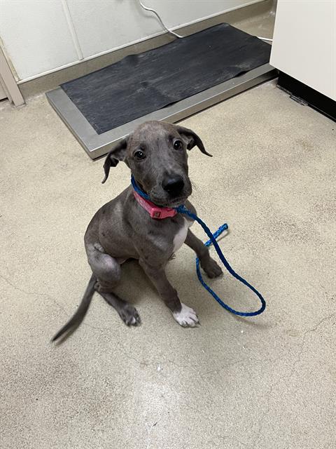 Shelter Stray Female Dog last seen CHURCHILL ST, 31078 LA-36, Lacombe, LA 70445, USA