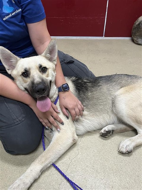 Shelter Stray Female Dog last seen SHEFFIELD, 31078 LA-36, Lacombe, LA 70445, USA