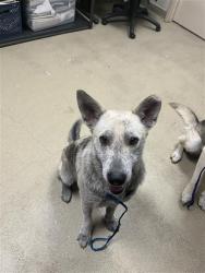 Shelter Stray Female Dog last seen SHEFFIELD, 31078 LA-36, Lacombe, LA 70445, USA