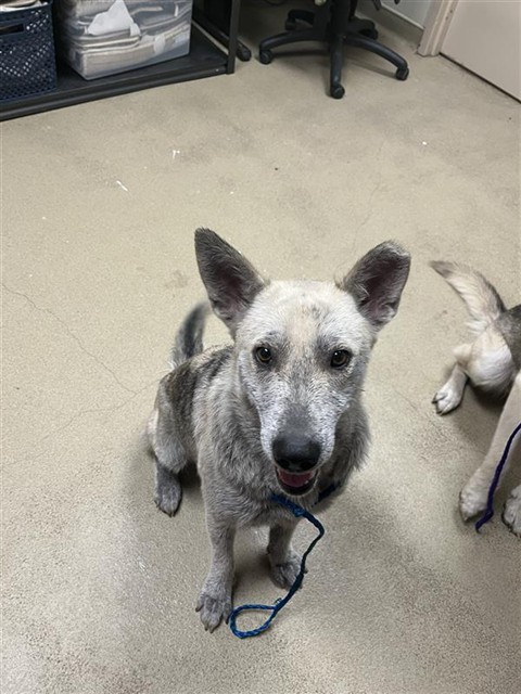 Shelter Stray Female Dog last seen SHEFFIELD, 31078 LA-36, Lacombe, LA 70445, USA