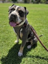 Shelter Stray Male Dog last seen , 957 N Gaffey St, San Pedro, CA 90731, USA