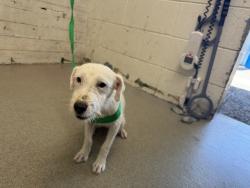 Shelter Stray Female Dog last seen BEECH AND WALNUT, 333 Chandler Pl, San Bernardino, CA 92408, USA