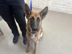 Shelter Stray Female Dog last seen OLYMPIC, 333 Chandler Pl, San Bernardino, CA 92408, USA