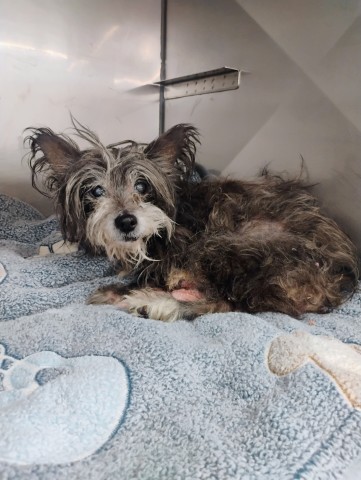 Shelter Stray Female Dog last seen Near BLOCK CARYN CIR, 333 Chandler Pl, San Bernardino, CA 92408, USA
