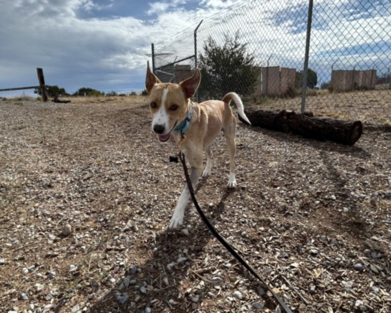 Shelter Stray Male Dog last seen , 100 Caja Del Rio Rd, Santa Fe, NM 87507, USA