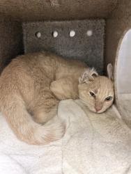 Shelter Stray Male Cat last seen Near BLOCK COMMERCE WAY, GRAND TERRACE CA 92313, 6851 Van Buren Boulevard, Jurupa Valley, CA 92509, USA