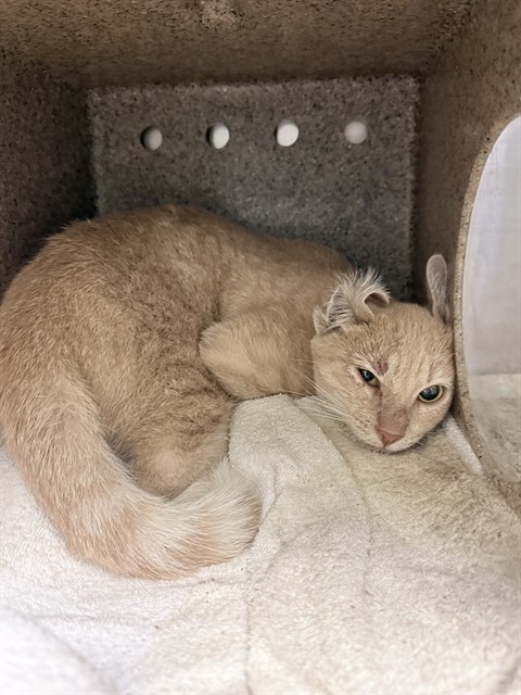 Shelter Stray Male Cat last seen Near BLOCK COMMERCE WAY, GRAND TERRACE CA 92313, 6851 Van Buren Boulevard, Jurupa Valley, CA 92509, USA