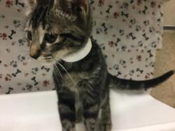 Shelter Stray Female Cat last seen Near BLOCK WELLS AVE, RIVERSIDE CA 92503, 6851 Van Buren Boulevard, Jurupa Valley, CA 92509, USA