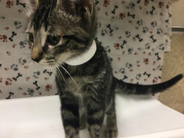 Shelter Stray Female Cat last seen Near BLOCK WELLS AVE, RIVERSIDE CA 92503, 6851 Van Buren Boulevard, Jurupa Valley, CA 92509, USA