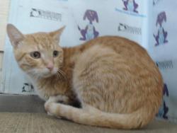Shelter Stray Male Cat last seen , 2769 Conroy Rd, Orlando, FL 32839, USA