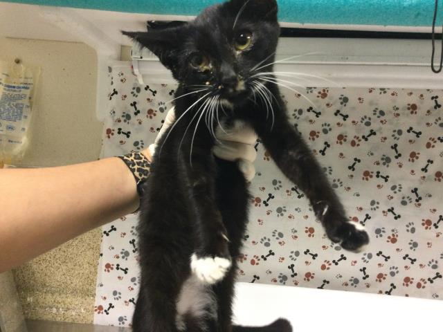 Shelter Stray Female Cat last seen Near BLOCK LEMON ST, RIVERSIDE CA 92501, 6851 Van Buren Boulevard, Jurupa Valley, CA 92509, USA