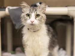 Shelter Stray Female Cat last seen N 32ND ST AND E GROVERS AVE, 5501 E Van Buren St, Phoenix, AZ 85008, USA