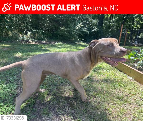 Lost Female Dog last seen Little mountain, Gastonia, NC 28056