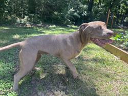 Lost Female Dog last seen Little mountain, Gastonia, NC 28056
