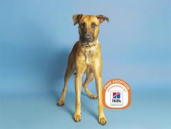 Shelter Stray Male Dog last seen A26-105838, 5501 E Van Buren St, Phoenix, AZ 85008, USA