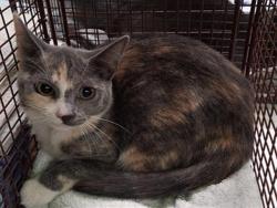 Shelter Stray Female Cat last seen , 1850 W 60th St, Los Angeles, CA 90047, USA