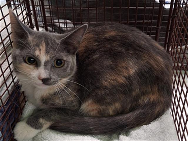 Shelter Stray Female Cat last seen , 1850 W 60th St, Los Angeles, CA 90047, USA