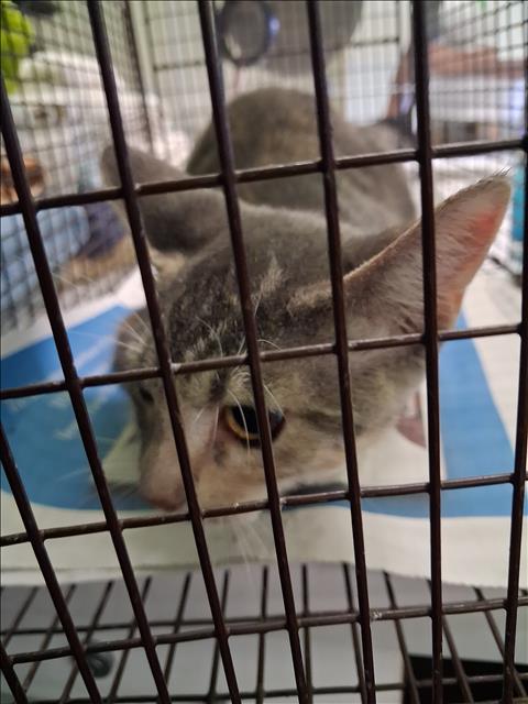Shelter Stray Female Cat last seen , 1850 W 60th St, Los Angeles, CA 90047, USA