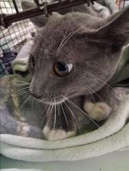 Shelter Stray Male Cat last seen , 1850 W 60th St, Los Angeles, CA 90047, USA