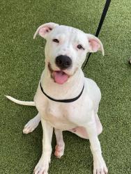Shelter Stray Male Dog last seen Near BLOCK KILBERRY PL, HOPE MILLS NC 28348, 4704 Corporation Dr, Fayetteville, NC 28306, USA