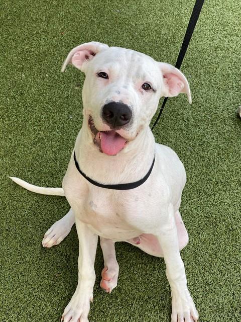 Shelter Stray Male Dog last seen Near BLOCK KILBERRY PL, HOPE MILLS NC 28348, 4704 Corporation Dr, Fayetteville, NC 28306, USA
