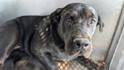 Shelter Stray Male Dog last seen 27TH AVE AND GLENDALE AVE, 2500 S 27th Ave, Phoenix, AZ 85009, USA