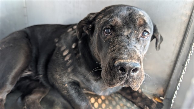 Shelter Stray Male Dog last seen 27TH AVE AND GLENDALE AVE, 2500 S 27th Ave, Phoenix, AZ 85009, USA