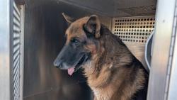 Shelter Stray Male Dog last seen 7TH AVE AND DOBBINS RD, 2500 S 27th Ave, Phoenix, AZ 85009, USA