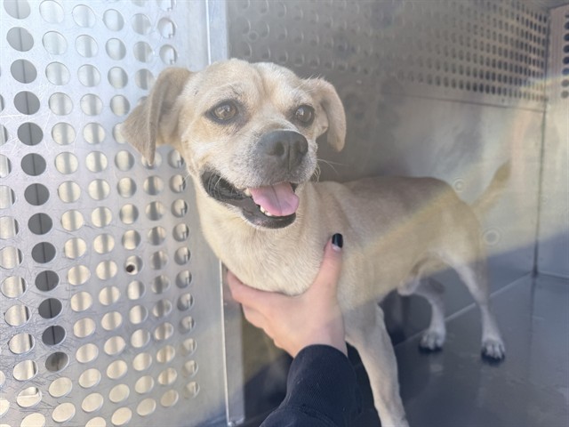 Shelter Stray Male Dog last seen N 59TH AVE AND W CAMELBACK RD, 2500 S 27th Ave, Phoenix, AZ 85009, USA
