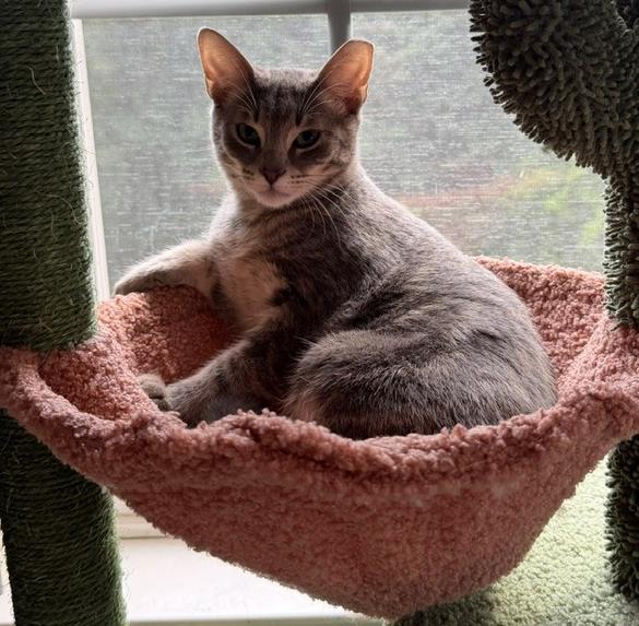 Shelter Stray Male Cat last seen CHARLOTTE, 8315 Byrum Dr, Charlotte, NC 28217, USA