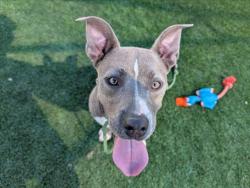 Shelter Stray Female Dog last seen , 3201 Lacy St, Los Angeles, CA 90031, USA