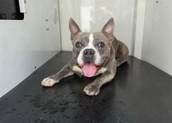 Shelter Stray Male Dog last seen HUNTERSVILLE, 8315 Byrum Dr, Charlotte, NC 28217, USA