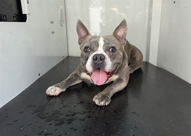 Shelter Stray Male Dog last seen HUNTERSVILLE, 8315 Byrum Dr, Charlotte, NC 28217, USA