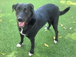 Shelter Stray Female Dog last seen , 14409 Vanowen St, Van Nuys, CA 91405, USA
