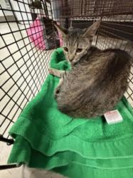 Shelter Stray Female Cat last seen , 14409 Vanowen St, Van Nuys, CA 91405, USA