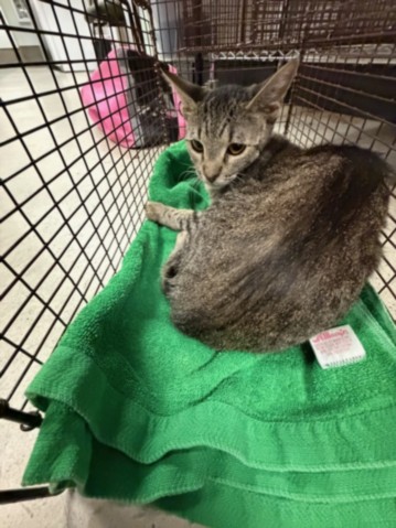 Shelter Stray Female Cat last seen , 14409 Vanowen St, Van Nuys, CA 91405, USA