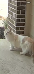 Found/Stray Unknown Cat last seen Tamarron and Westborugh, Fort Bend County, TX 77494