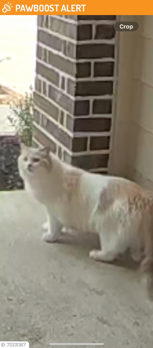 Found/Stray Unknown Cat last seen Tamarron and Westborugh, Fort Bend County, TX 77494