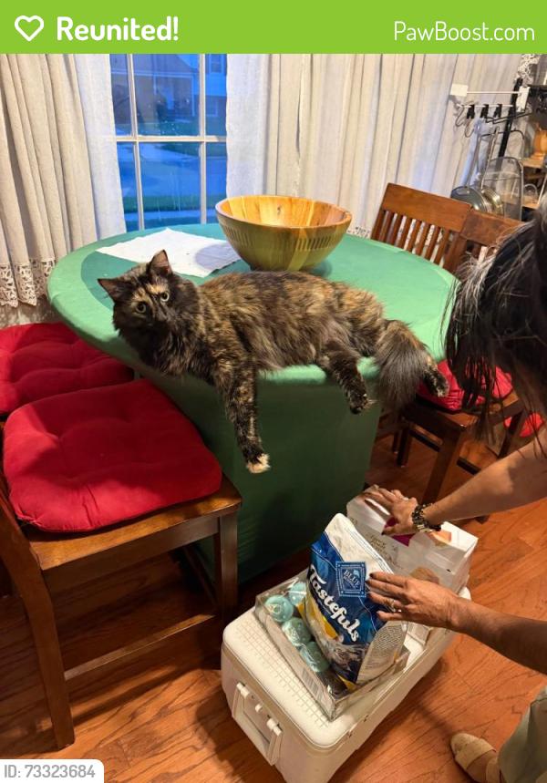 Reunited Female Cat last seen Laurelton Drive, Laurel, MD 20707