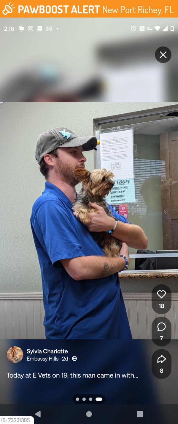 Found/Stray Unknown Dog last seen U.s.19 new Port richey, New Port Richey, FL 34652