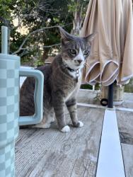 Lost Female Cat last seen Neptune and Halifax, Ormond Beach, FL 32176