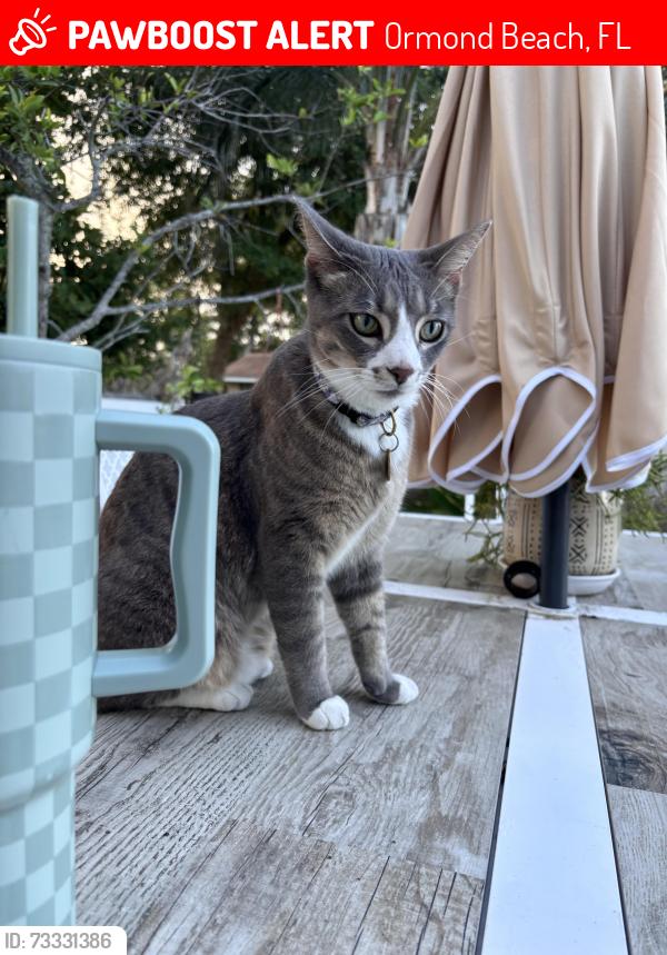 Lost Female Cat last seen Neptune and Halifax, Ormond Beach, FL 32176