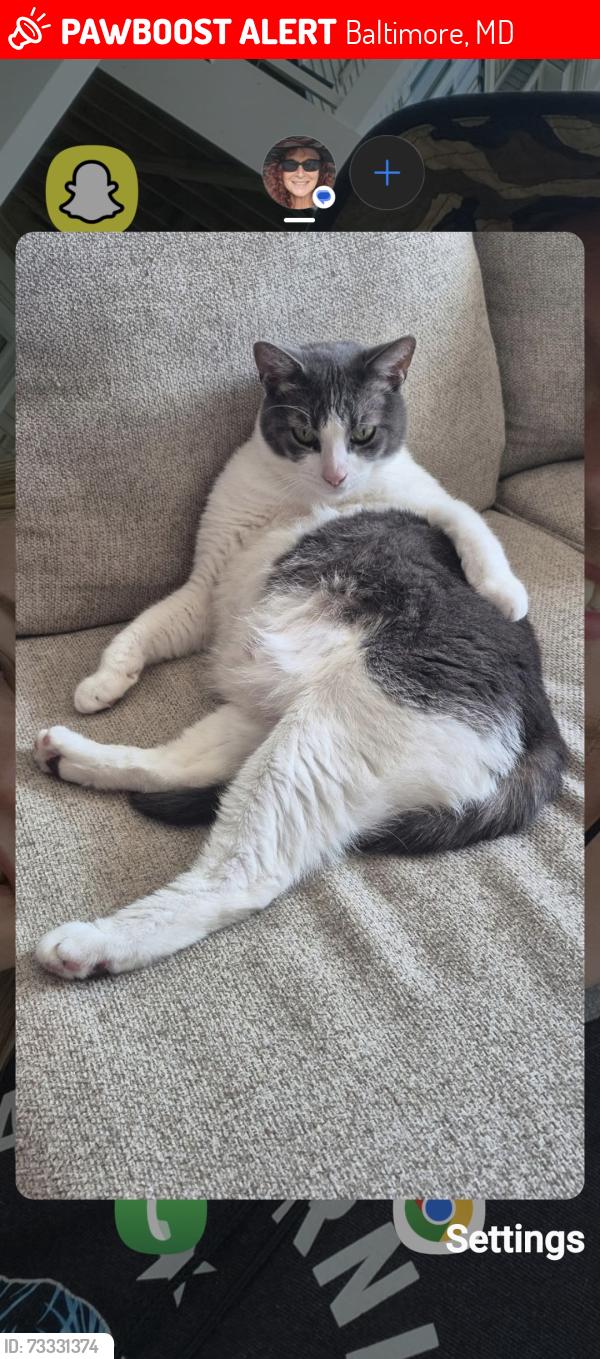 Lost Male Cat last seen Sea wothy way, Baltimore, MD 21222