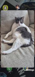 Lost Male Cat last seen Sea wothy way, Baltimore, MD 21222