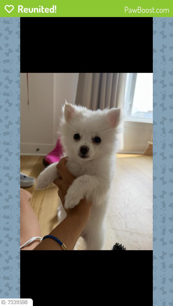 Reunited Female Dog last seen Belden y lavergne, Chicago, IL 60639