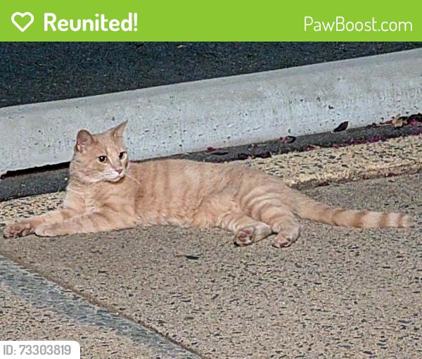 Reunited Female Cat last seen Portsmouth Rd and Sudley Rd, Manassas, VA 20109