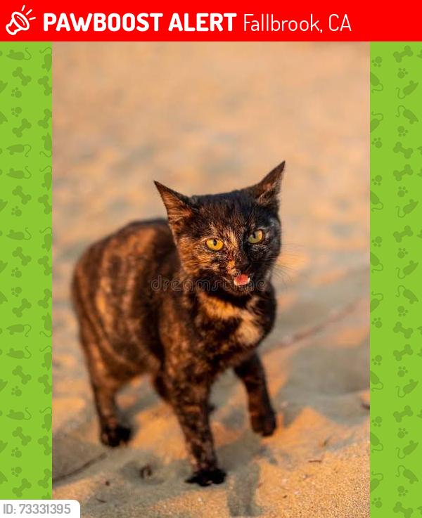 Lost Female Cat last seen Via Encinos Dr And Palomar, Fallbrook, CA 92028