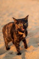 Lost Female Cat last seen Via Encinos Dr And Palomar, Fallbrook, CA 92028